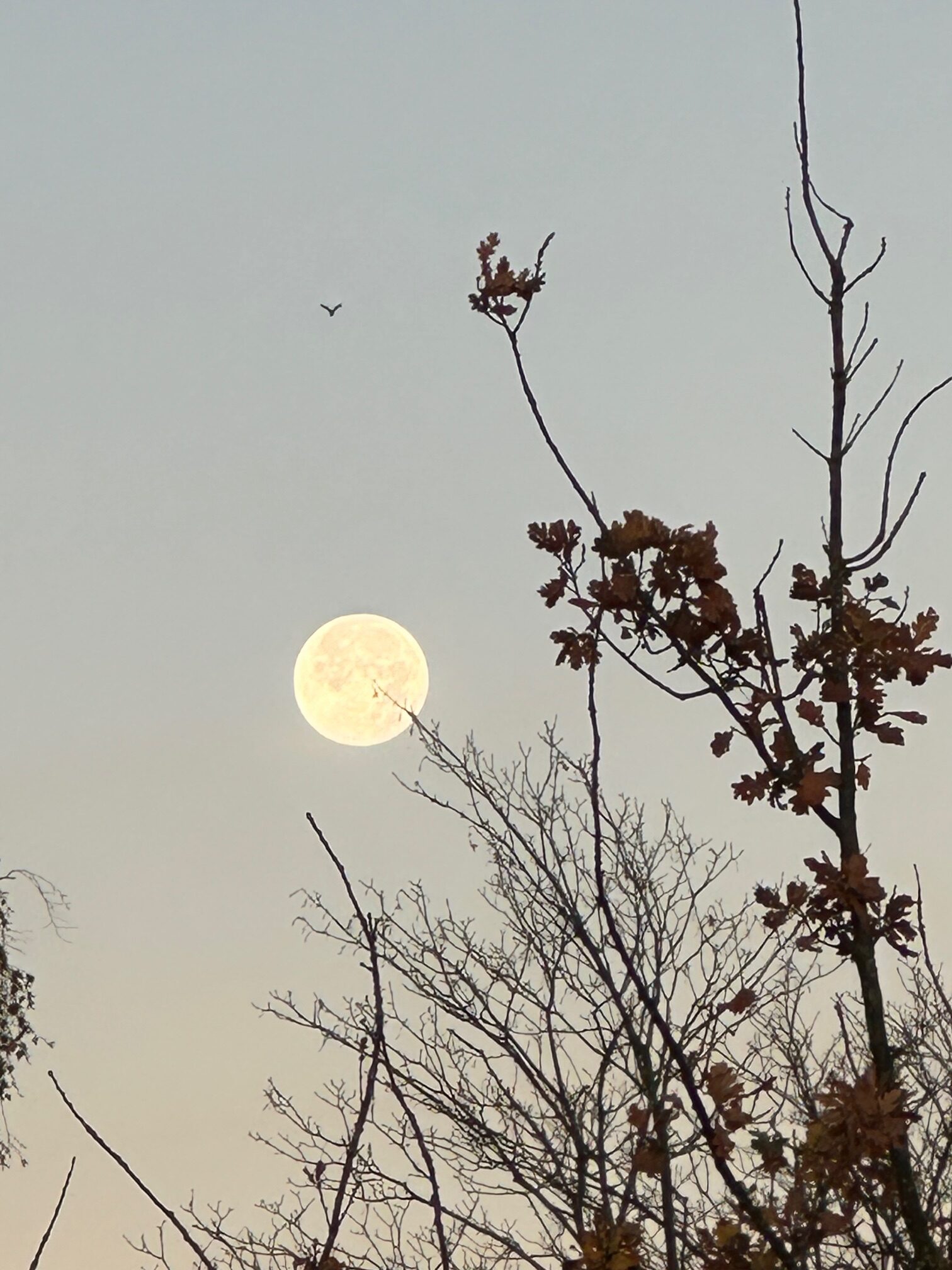 Coaching und Mondphasen?